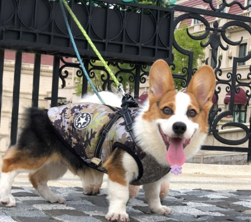 Waterproof Hooded Dog Coat - Winter Jacket for Small Breeds