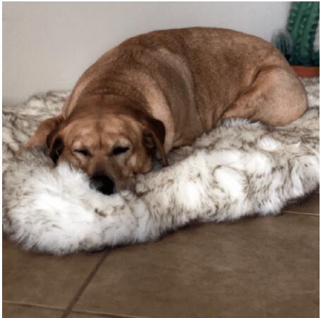 Fluffy Plush Pet Blanket - Warm & Soft Dog Cat Throw
