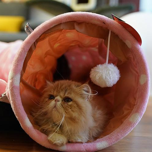 4-in-1 Cat Tunnel, Bed, Mat & Sleeping Bag - Multi-Use Nest