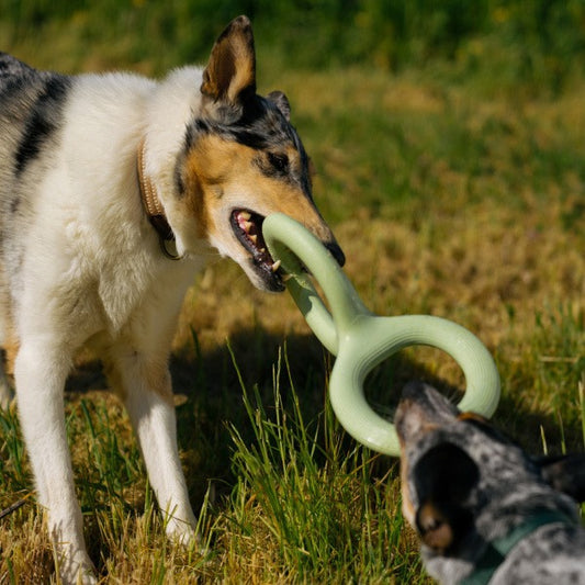 Rubber Dog Tug Toy - Bite-Resistant Pull Toy