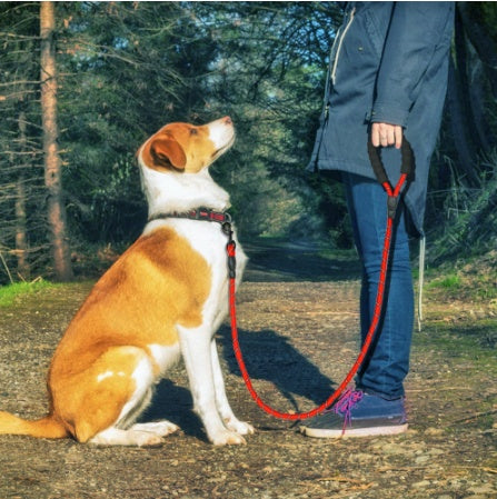 Reflective Nylon Dog Leash with Padded Foam Handle