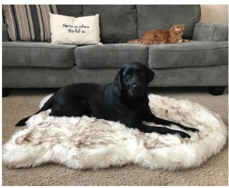 Fluffy Plush Pet Blanket - Warm & Soft Dog Cat Throw