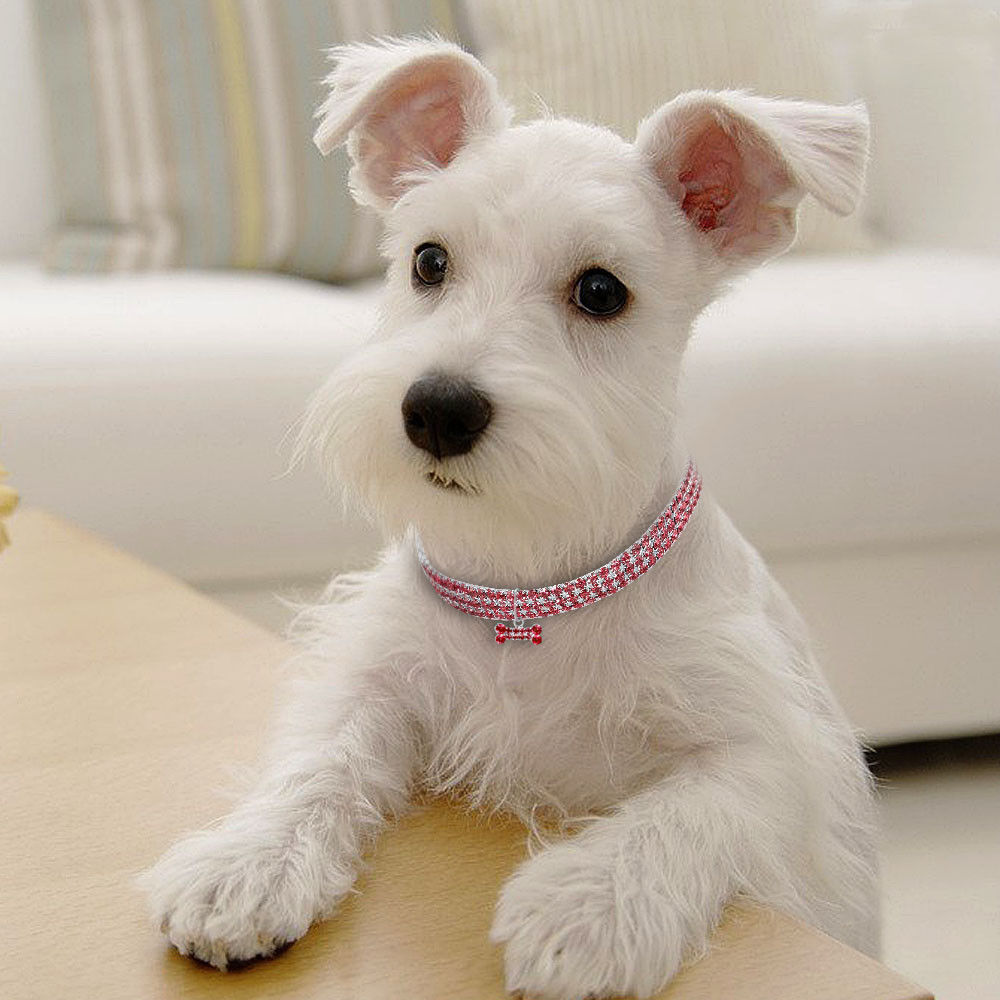 Bling Rhinestone Dog Collar - Crystal Collar for Small Dogs & Cats